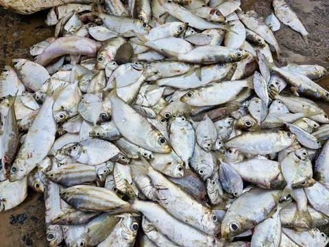 The fish catch is spread out on the ground Stock Photos