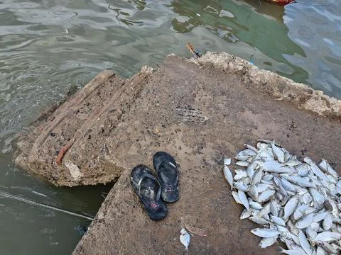 The fish catch is spread out on the ground Foto stock
