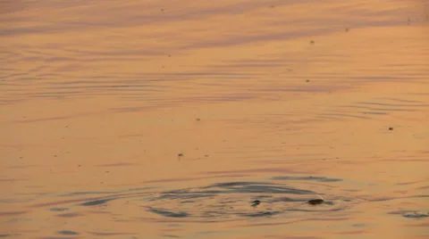 Fish catches flying bugs Stock Footage 26100863