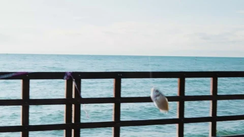 Fish is catching! Stock Footage 117409571