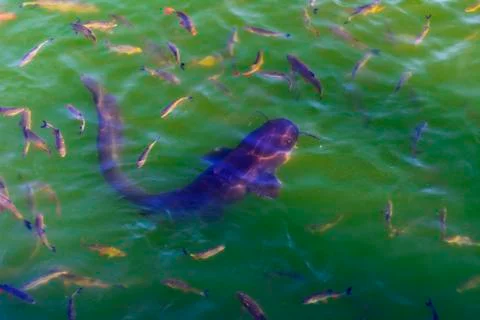 Fish catfish and ide live in ponds to cool the Chernobyl nuclear power plant. Stock Photos