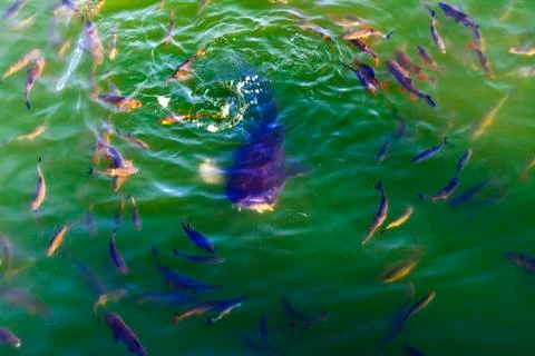 Fish catfish and ide live in ponds to cool the Chernobyl nuclear power plant. Stock Photos