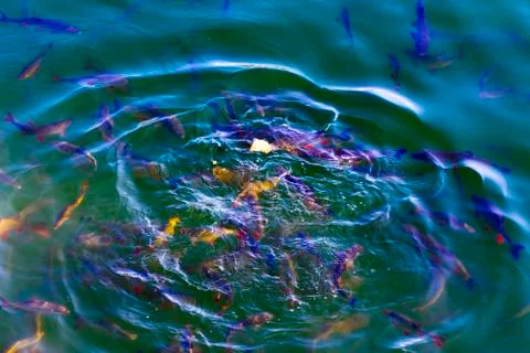 Fish catfish and ide live in ponds to cool the Chernobyl nuclear power plant. Stock Photos