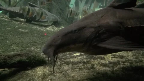 Fish Catfish face nose snout moustache eye fins algae bottom animal aquarium Stock Footage 327207026