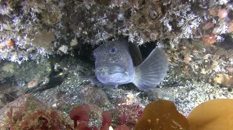 Fish catfish Stock Footage 11297533