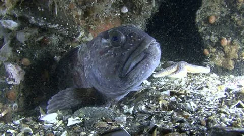 Fish catfish Stock Footage 11297536