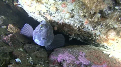 Fish catfish Stock Footage 11297608