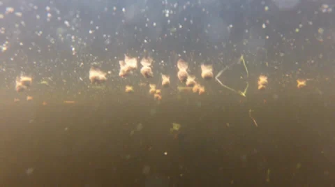 Fish, Catfish school, wild, feeding frenzy, under water Stock Footage 39874028