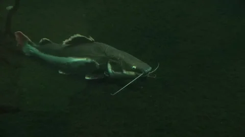 Fish Catfish Siluriformes lying resting big moustache animal algae zoom Stock Footage 327207056
