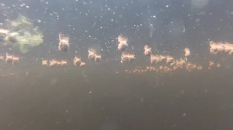 Fish, Catfish, Wild, (2) moves towards camera Stock Footage 39859587