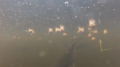 Fish, Catfish, wild.  feeds on fish food Stock Footage 39859596