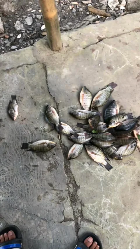 Fish caught this afternoon Stock Footage 278727518