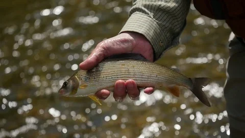 Fish is caught and jumps back into water Video stock 79663134