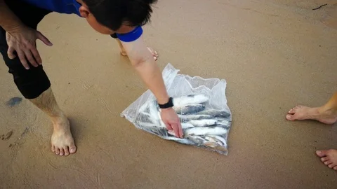 Fish caught on the beach Stock Footage 99266263