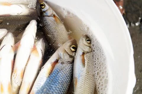 Fish caught on fishing in a bucket Stock Photos