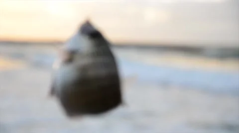 Fish caught in a fishing hook Video stock 46446434