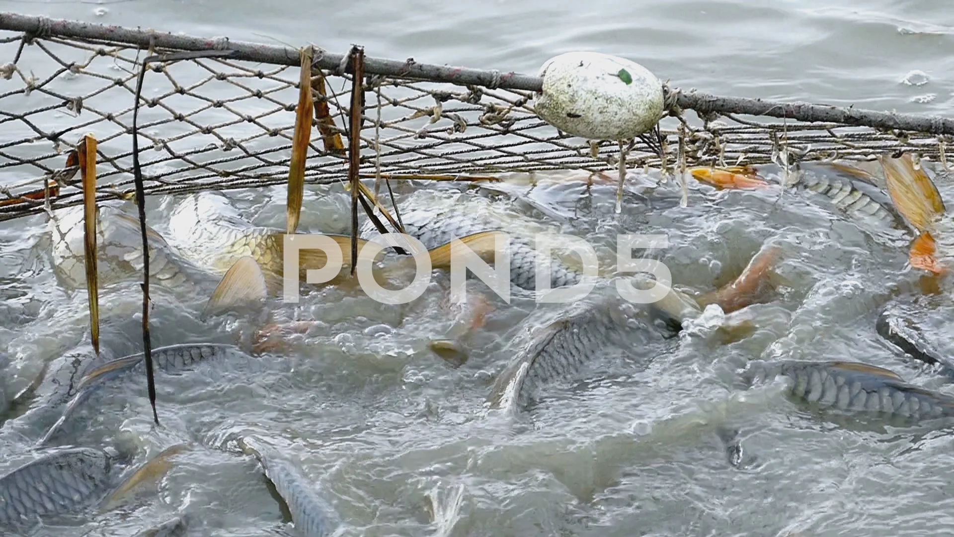 Fish caught fishing net, Stock Video