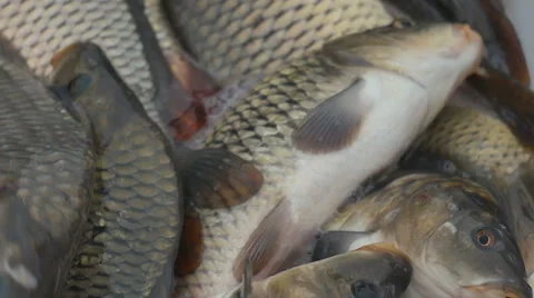 Fish caught Video stock 58147099