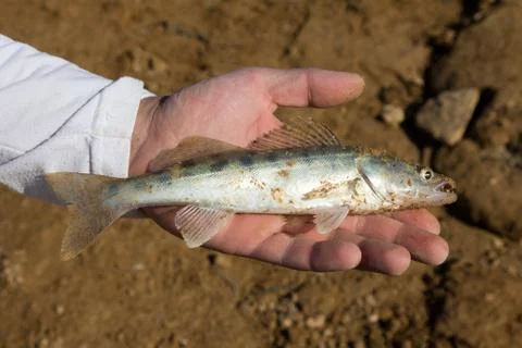 Fish caught in the hand Stock Photos
