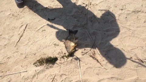 Fish caught on the hook and pull it ashore with a hook in my cheek Stock-Footage 72318427