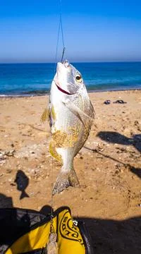 Fish caught in the hook on the beach Stock Photos