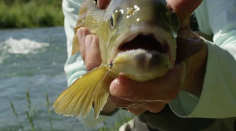 Fish caught on a hook 動画素材 59899710