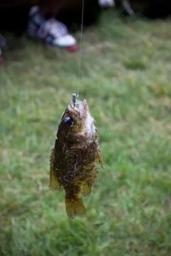 Fish caught in a hook Stock Photos