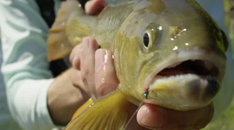 Fish caught on a hook slipping from man's hand 動画素材 59899680