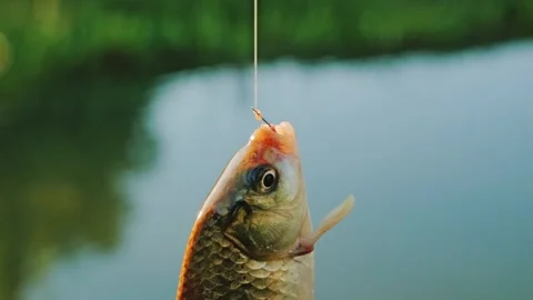 Fish caught on hook at sunset by quiet pond in warm evening light Stock Footage 329540706