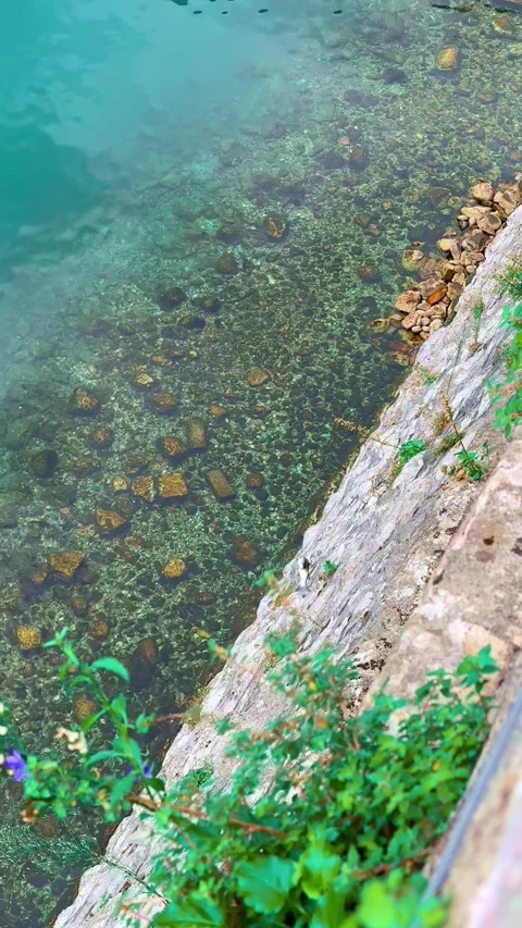 Fish caught in Kotor, from a river with a school of sea bass Stock Footage 327385706