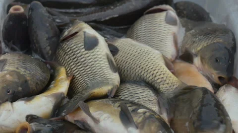 Fish caught moving Video stock 58147117