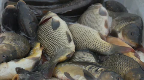 Fish caught moving Stock Footage 58147125