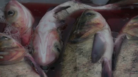 Fish caught moving.fish Stock-Footage 58147144