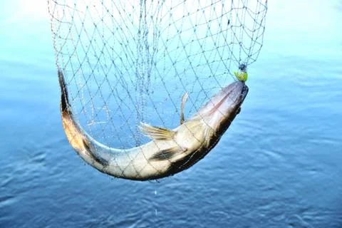 Fish caught in the net against the background of water, zander, predator, clo Stock Photos
