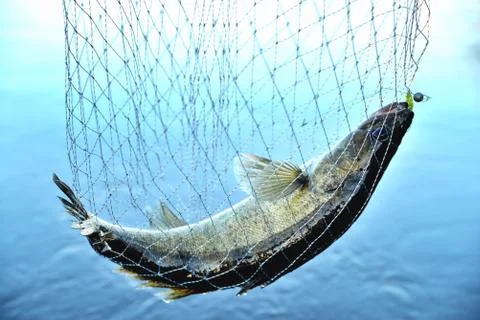 Fish caught in the net against the background of water, zander, predator, clo Stock Photos
