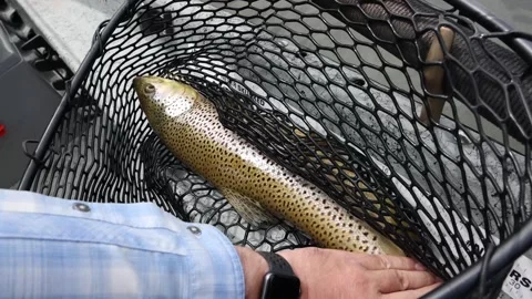 Fish Caught in Net To Measure Stock-Footage 267436525