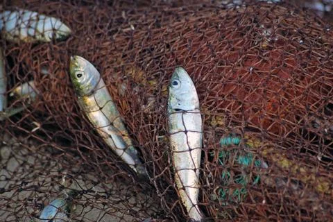 Fish caught in net Stock Photos