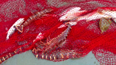 Fish caught in nets Stock Footage 158879533