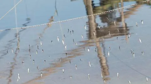 Fish caught in the network Stock Photos