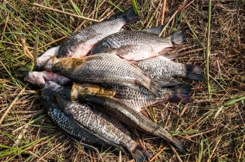 Fish caught Stock Photos