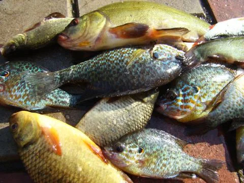 Fish caught in the river 스톡 사진