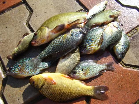 Fish caught in the river Stock-Fotos