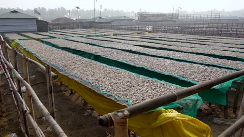 Fish caught from the sea are commercially dried in lofts Vidéo 306944141