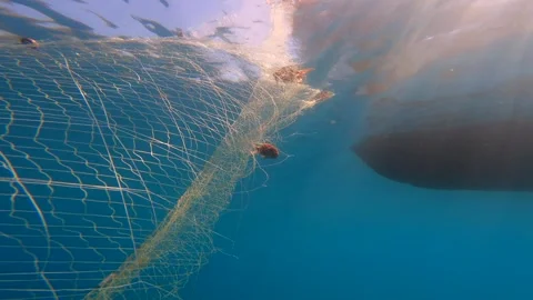 Fish caught in submerged net drift underwater beside boat - Netting and Mesh Stock Footage 339974311