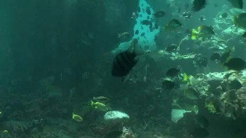 Fish in a Cave 02 Stock-Footage 85144732