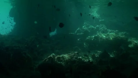 Fish in a cave Stock Footage 85144090