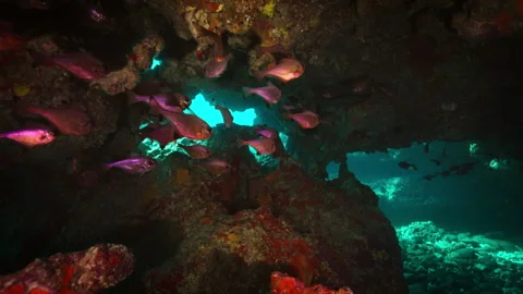 Fish in Cave - Lord Howe Island Stock Footage 250741155