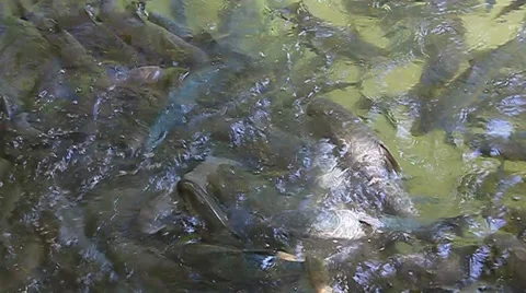 Fish Cave Mae Hong Son Stock Footage 39561585