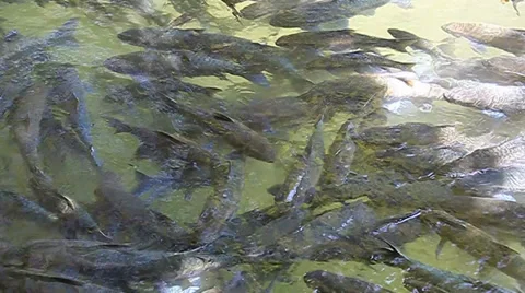 Fish Cave Mae Hong Son Stock Footage 39562500