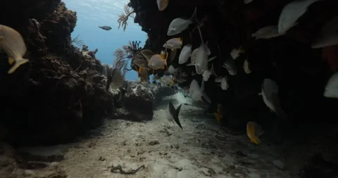 Fish Caves Stock Footage 249551029